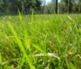 grass